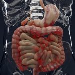 Male Anatomy Digestive System Crohn's Disease
