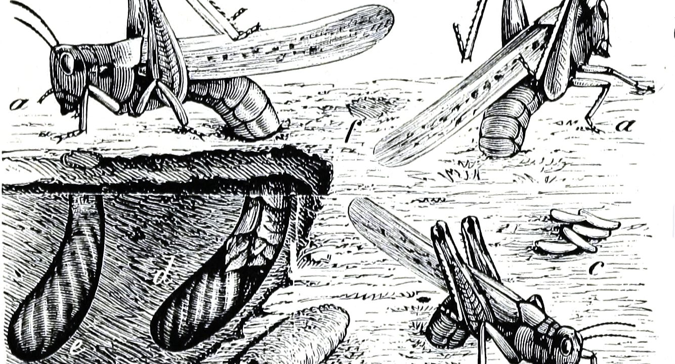 Illustration of the Rocky Mountain Locust oviposition by Charles Valentine Riley, 1877.