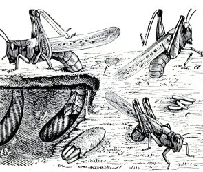 Illustration of the Rocky Mountain Locust oviposition by Charles Valentine Riley, 1877.