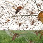 Migratory Locust Swarm