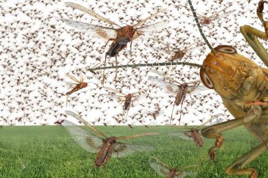 Migratory Locust Swarm