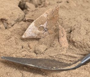 In ancient Arabia, people dined on sharks and stingrays