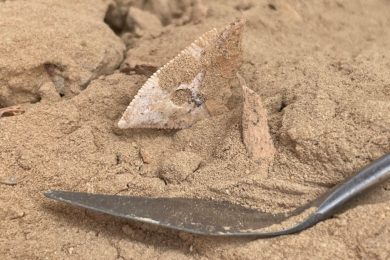 In ancient Arabia, people dined on sharks and stingrays