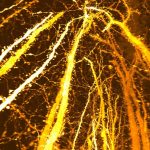 New Synaptic Formation Adolescent Brain