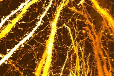 New Synaptic Formation Adolescent Brain