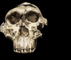 Paranthropus boisei Australopithecus boise Skull