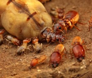 Physogastric Termite Queen King Workers Soldiers