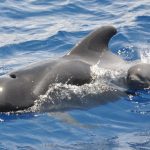 Pilot Whale With Baby