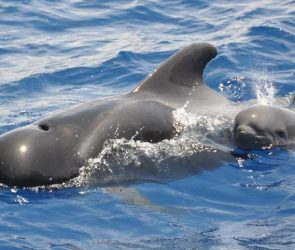Pilot Whale With Baby