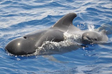 Pilot Whale With Baby