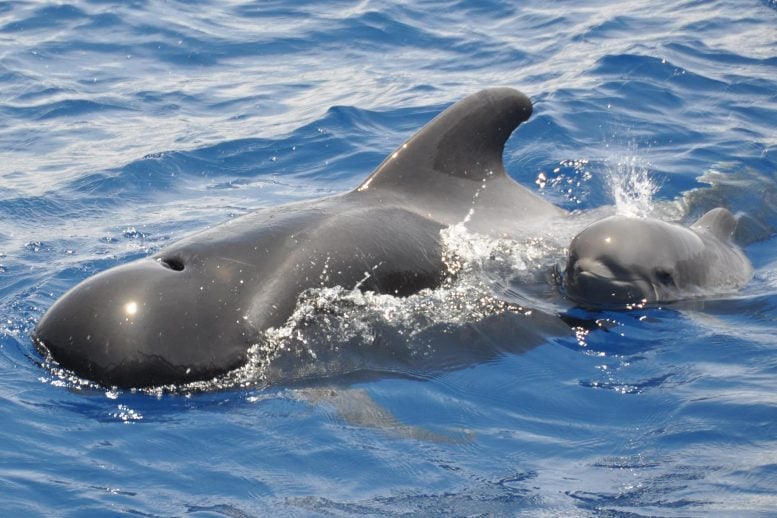 Pilot Whale With Baby