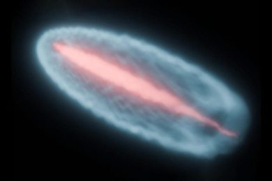 Plasma Beam Simulation