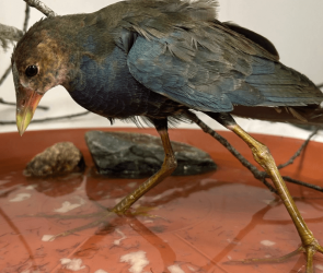 A giant-footed bird showed up in a Massachusetts backyard. It didn’t belong there.