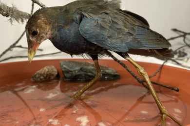 A giant-footed bird showed up in a Massachusetts backyard. It didn’t belong there.
