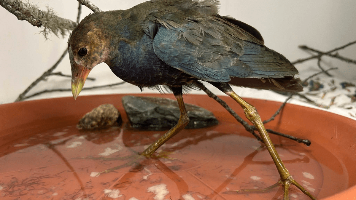 A giant-footed bird showed up in a Massachusetts backyard. It didn’t belong there.