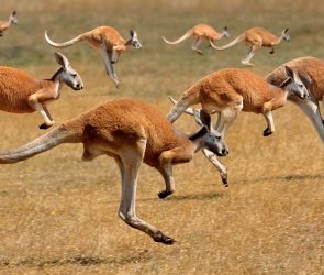 550-pound Ice Age kangaroos could still hop