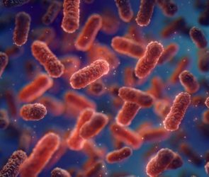 Red Pathogenic Bacteria Antibiotic Immunity