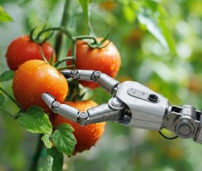 Robot Picking Tomato