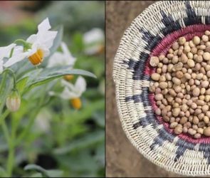 S. jamesii Plant in Flower and Tubers in Ceremonial Basket