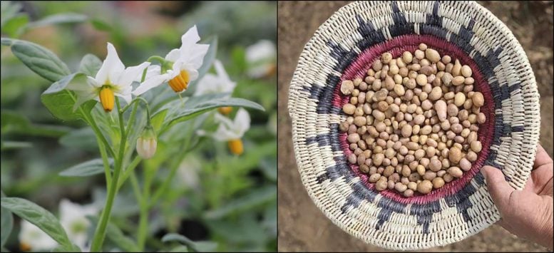 S. jamesii Plant in Flower and Tubers in Ceremonial Basket