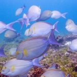 School of Surgeonfish Fish Coiba Island