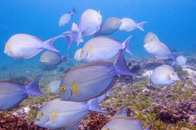 School of Surgeonfish Fish Coiba Island