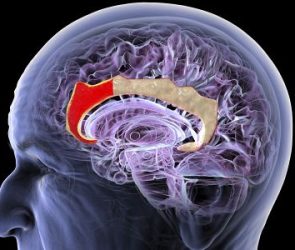 This Chinese Startup Wants to Build a New Brain-Computer Interface—No Implant Required