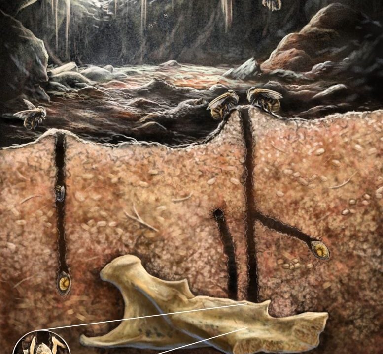 Scientific Illustration of Burrowing Bees Nesting Inside of Fossils