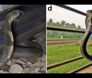 King cobras take the train in India