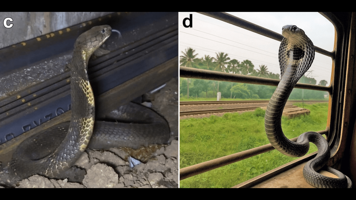 King cobras take the train in India