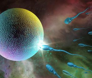 Sperm Egg Fertility