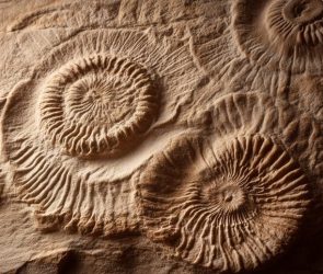 Strange Ancient Fossils