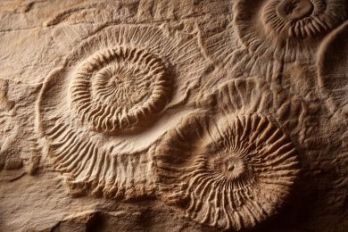 Strange Ancient Fossils