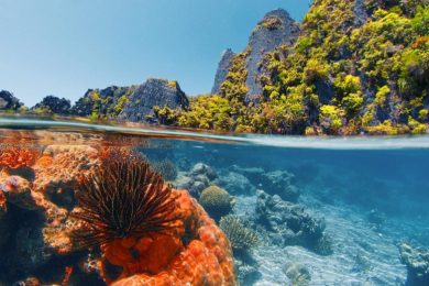 Sunlight Illuminates Shallow Coral Reef Tropical Island