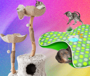 The Best Cat Toys for Your Furry Friend (2026)