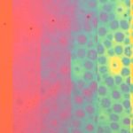 Time Lapse of the Evolution of Color Patterns in a Soft Photonic Skin Sample