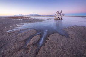 Tree Stump Ice Antelope Island Great Salt Lake