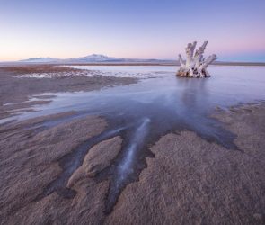 Tree Stump Ice Antelope Island Great Salt Lake