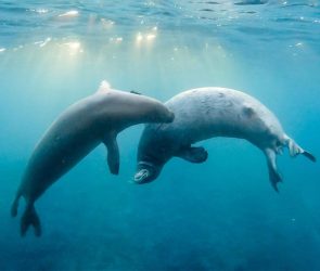 Two Adult Hawaiian Monk Seals