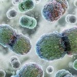 Vancomycin Resistant Enterococcus (VRE) Bacteria