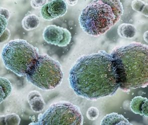 Vancomycin Resistant Enterococcus (VRE) Bacteria