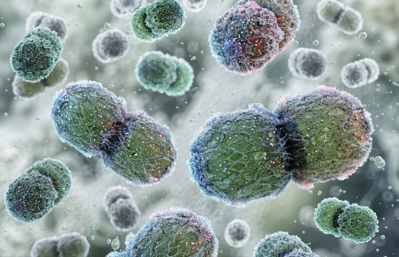 Vancomycin Resistant Enterococcus (VRE) Bacteria