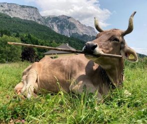 Veronika Resting While Using a Stick