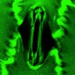 Watch Plants “Breathe” in Real Time