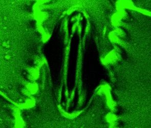 Watch Plants “Breathe” in Real Time