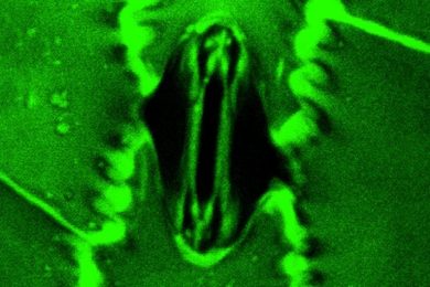 Watch Plants “Breathe” in Real Time