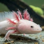 Is it illegal to own an axolotl? It depends.
