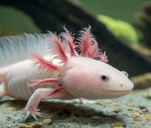 Is it illegal to own an axolotl? It depends.