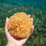 Woman Hand Holding Natural Sea Sponge