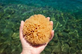 Woman Hand Holding Natural Sea Sponge